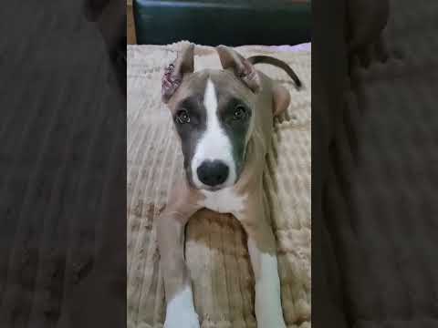 #Мывернулись_Рокки повзрослел, нам 8 месяцев