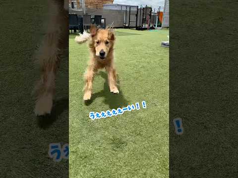 うぇぇぇぇい！！#大型犬 #ゴールデンレトリーバー サムネイル