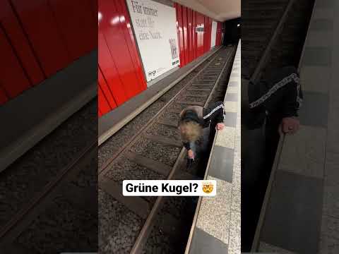 Mann sucht sein Ring in der U-Bahn! 😱 #shorts