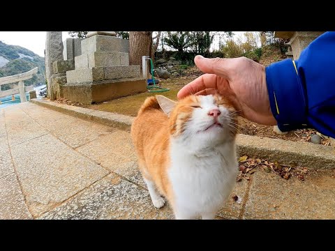 猫島で神社に行くと猫が付いてきて楽しい まとめちゅーぶ