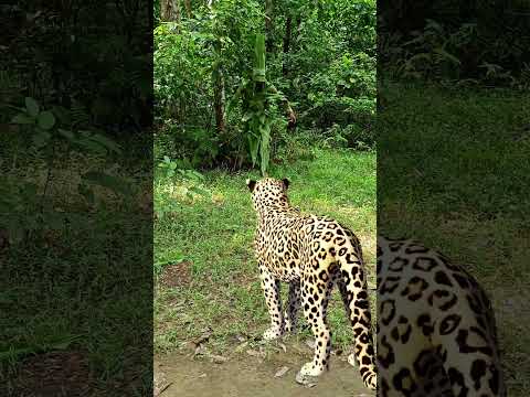 catching leopard 🐆🐆#1 #youtubeshorts​ #viral​ #trendingshorts​ #shorts_​ #animal​ #tiger​ #jungle​
