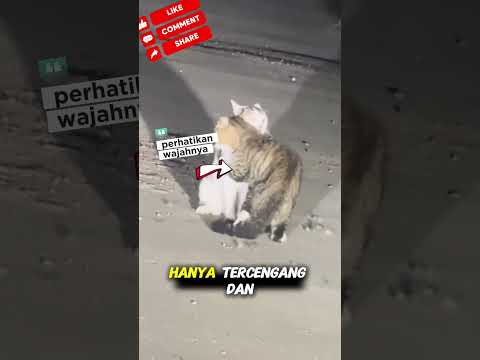 cinta mati I#kucinglucu #short #shortvideo #shortviral