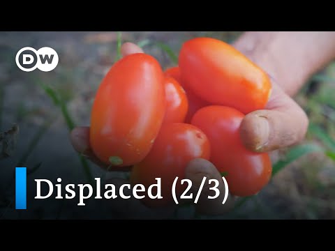 Tomaten und Profitgier - Ghanas Bauern auf der Flucht | Displaced Teil 2/3 | DW Doku