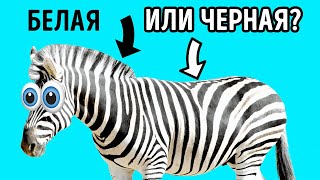 Почему зебры на самом деле черные и другие 17 необычных фактов о животных