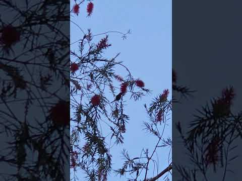 Squirrel, Sunbird and Bottle brush flowers