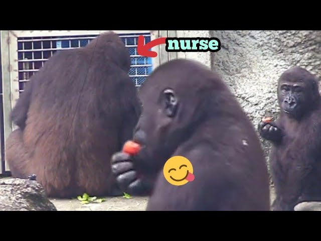 The caretaker gave Ringo his favorite — a tomato.😆🍅🤪保育員給林戈最愛的蕃茄