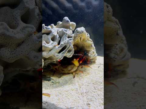 Crabs Driven Away by Mantis Shrimp #mantisshrimp #udangmantis