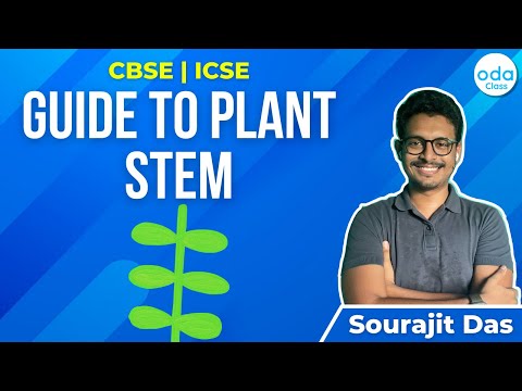 PLANT STEM | BIOLOGY | CBSE | ICSE | ODA CLASS | SOURAJIT SIR
