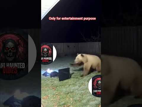 Bear scared 😳 #shorts #youtubeshorts