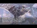 Orcas trapped in ice off Japan appear to have found safety  - 00:51 min - News - Video