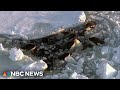Orcas trapped in ice off Japan appear to have found safety