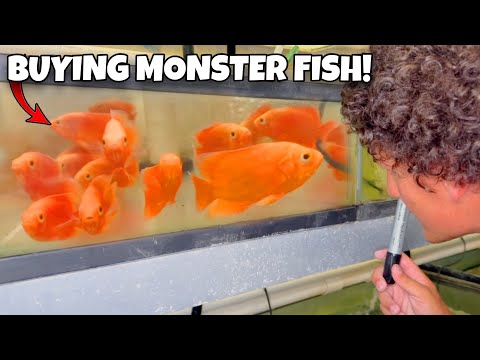 Buying My MOST EXPENSIVE Aquarium Fish Shipment EV Buying My MOST EXPENSIVE Shipment EVER! is an insane video where we restock for robsaquatics.com by 