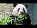 More pandas will be coming to the U.S., Chinas president signals  - 01:39 min - News - Video