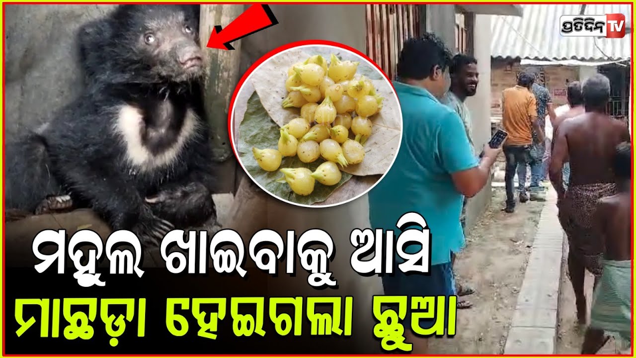 ମହୁଲ ଖାଇବାକୁ ଆସି, ମା ଠାରୁ ଅଲଗା ହେଲା ଛୁଆଭାଲୁ। Bear Cub rescued by forest dept from Nilgiri, Balasore.