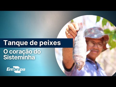 Tanque de Peixes no Sisteminha Embrapa