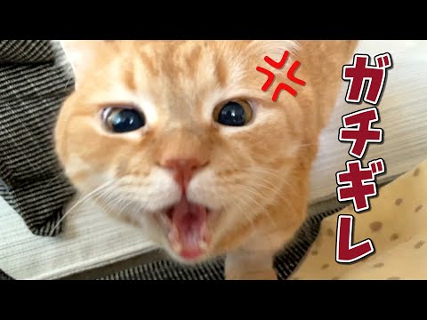 愛猫の前であることをすると怒って仕返ししてきます…！！
