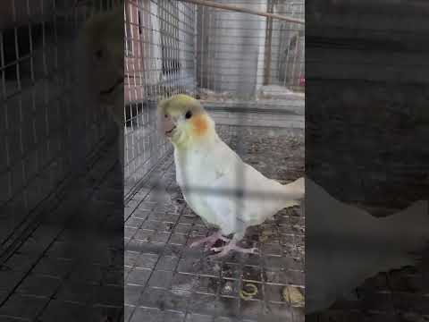 Cute Cockatiel singing😍♥️🦜 #birds #cockatiel #pets #cockatielsinging #cute #adorable