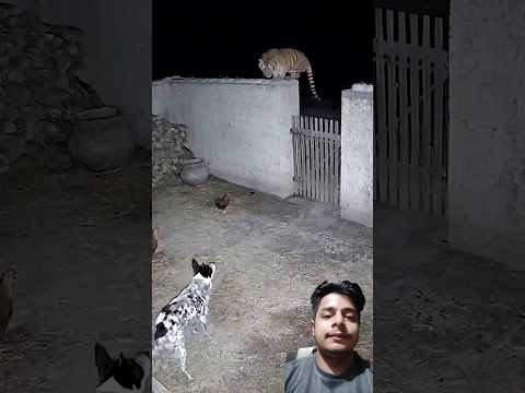 Duckling saves seriously injured cat 🐈 #DuckRescue #CuteAnimal #AnimalRescue