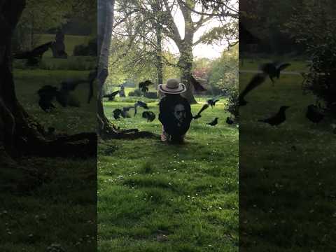 Feeding the crows 🖤
