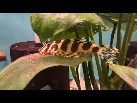 Quick update_ Selling my tank bred L134 Leopard fr After 4 months of growout, my tank bred L134 Leopard Frog plecos are finally being moved on to my LF