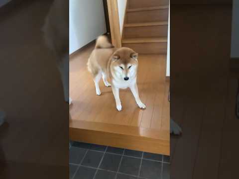 柴犬福が姉に会いながらマスクを奪う可愛らしい瞬間 サムネイル