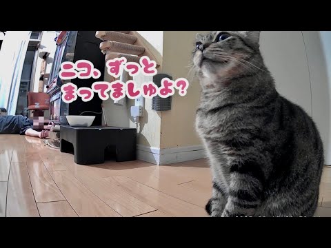 介護疲れのママを待つキジトラのニコちゃん。