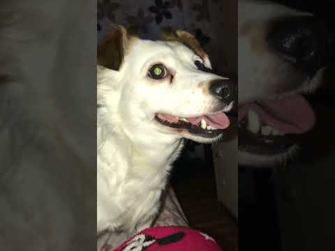 So happy i could die - lady gaga 1 hour loop ft. My dog again