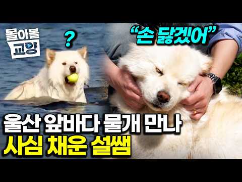 “너 진짜 착한 애구나” 진짜 순한 바닷가 대형견 진상이｜딱 한 가지 억울한 점 바로 풀어준 설쌤의 매직 솔루션 #몰아볼교양