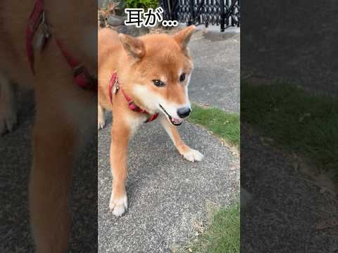 柴犬の力丸が元気に走る姿をお届けします サムネイル