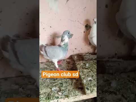 #kaasni pair #beauty kabutar#standing kabuatr#short#