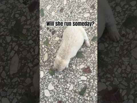 Born with three legs,❤️but never gives up 🐶#dog #cute #fighter