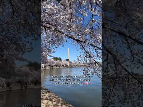 Officially cherry blossom season in #WashingtonDC. 🥰🌸