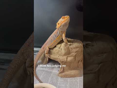 The side-eye I got. #BeardedDragon #Beardie, #Lizard #PetLizard #CuteAnimals #Trending