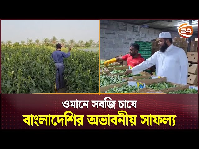 ওমানে সবজি চাষ করে বাংলাদেশির অভাবনীয় সাফল্য | Oman | Vegetable Farming | Channel 24