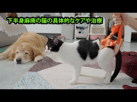 プロの獣医から教わった！下半身麻痺の猫に効果的なリハビリとマッサージ方法