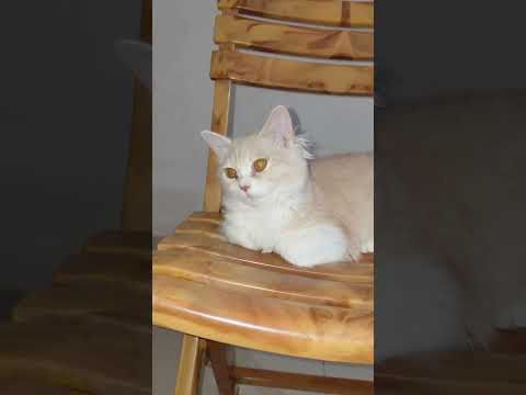 Cat Funny Videos #funnycat #cat