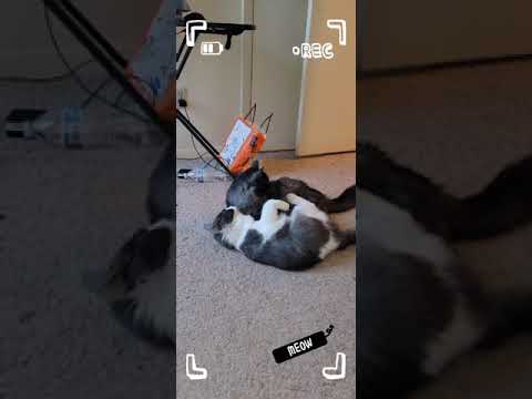 Play fighting - kitten play.      #shorts