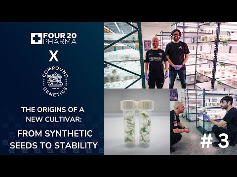 The origins of a new cultivar | 420 Pharma x Compound Genetics - Part 3