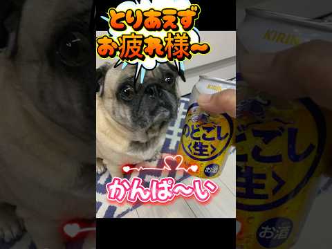 かんぱいシリーズ #セキセイインコ #パグ #pug #うまい #おつまみ #おつまみレシピ #かわいい #犬のいる生活