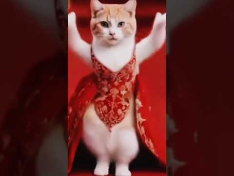 Dancing cat Funny Dance🪩🩰 #shorts#cats😹😹