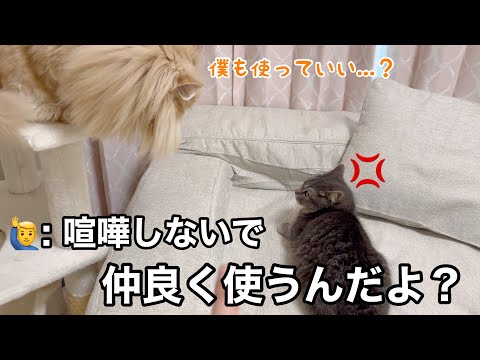 猫たちの喧嘩を止めた飼い主の行動と和解の瞬間 サムネイル