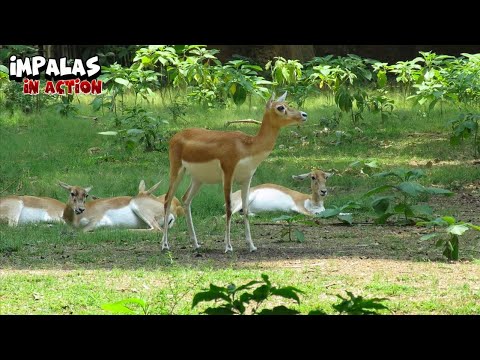 Impala Family Spending Time Together