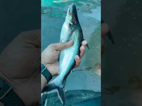 This is a great white shark 🐬😍 !! #facts #shark #latest #knowledge #sharkworld #walkingshark