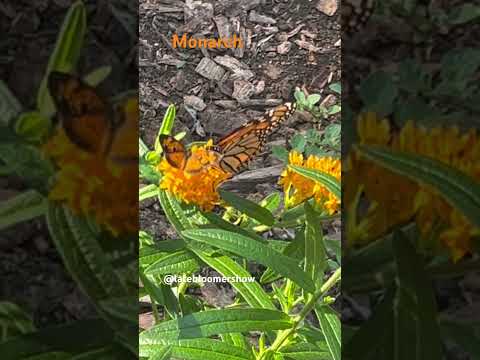 First Monarch Sighting-part 1 #garden #monarch #milkweed
