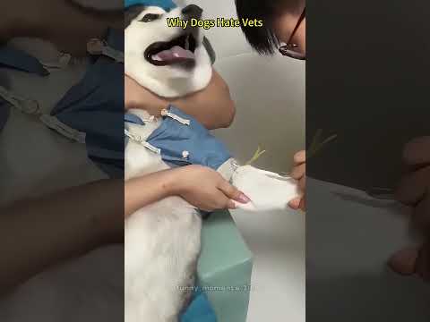 #funnydogs#cute#doglover#doglife#cure#dogshorts#pet#doglife#dogshorts