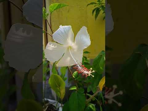 #sada Jobaa#white hibiscus 🌺