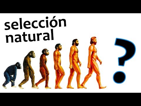 El ser humano sigue evolucionando | Noticias 11/9/2017