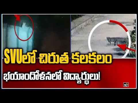 Leopard spotted at Sri Venkateswara University, creates panic Leopard spotted at Sri Venkateswara University, creates panic