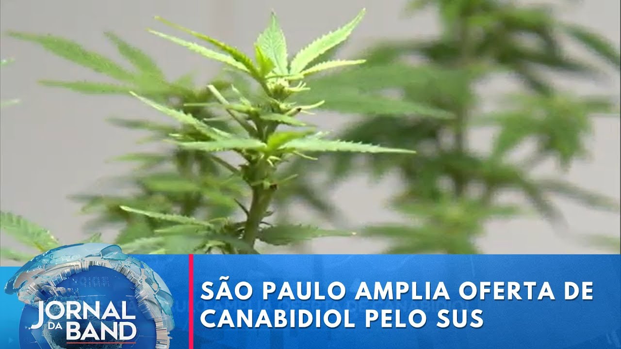 São Paulo amplia oferta de canabidiol pelo SUS