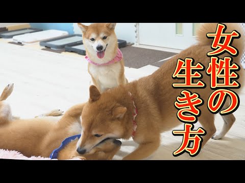 犬の動画サムネイル - 小さな身体で3兄弟を影で支える、柴犬女子の絶妙な生き方が垣間見られました。